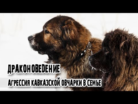 Видео: #Драконоведение | Агрессия кавказской овчарки в семье