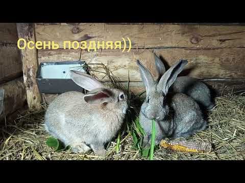 Видео: Кролики 96 ....