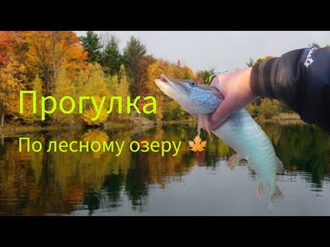 Видео: 🍁Прогулка по лесному озеру🍁 #рыбалка #щука #спининг