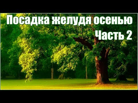 Видео: Как вырастить дуб из желудя осенью - часть 2