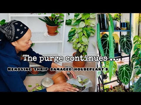 Видео: Бесконечная чистка 😭 Трипсы сеют хаос