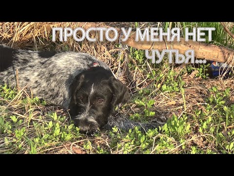 Видео: По следу детей или чутьём? Ответы на комменты прошлого ролика. О натаске Дратхаара Брата.