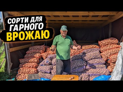 Видео: Супер Врожай 🔥Коли закупити посадкову картоплю, щоб не переплатити💰