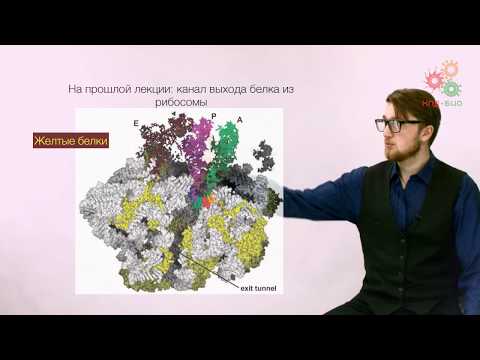 Видео: Реализация геномной информации. Трансляция. Регуляция и контроль качества. Часть 1