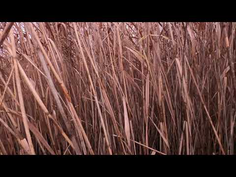 Видео: ПОДКРАЛСЯ К СТАЕ. НАШЛИ ТАЙНЫЙ ГОРОД. ОХОТА НА УТКУ В НОЯБРЕ