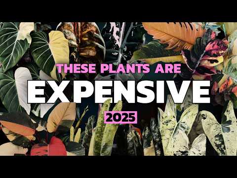 Видео: Почему эти растения ВСЕ ЕЩЕ дорогие...