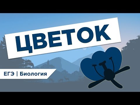 Видео: Что такое ЦВЕТОК l ЕГЭ Биология | Даниил Дарвин | Вебиум