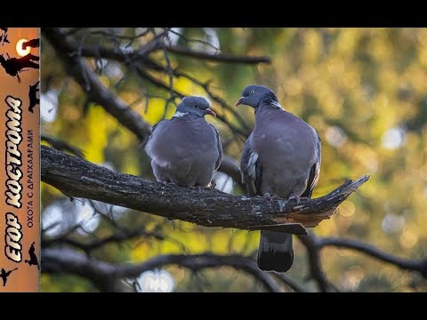 Видео: Открытие нового сезона охот. Охота на вяхиря.