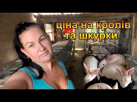 Видео: Кролі, ціна на мясо кроликів на Чернігівщині та збут шкірки