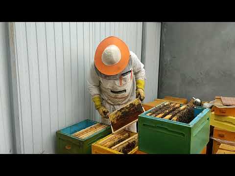 Видео: Объединение семей осенью. Не жалейте слабышей.