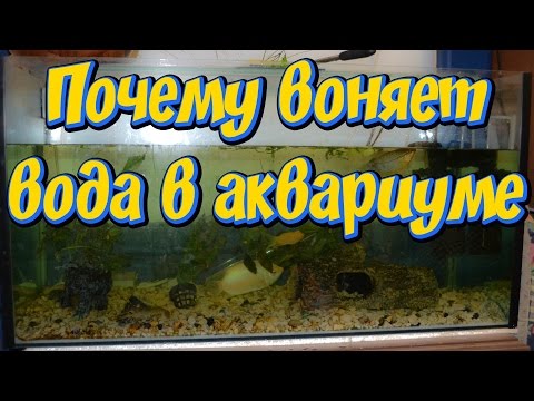 Видео: Почему воняет вода в аквариуме! Причины по которым портится вода в аквариуме!