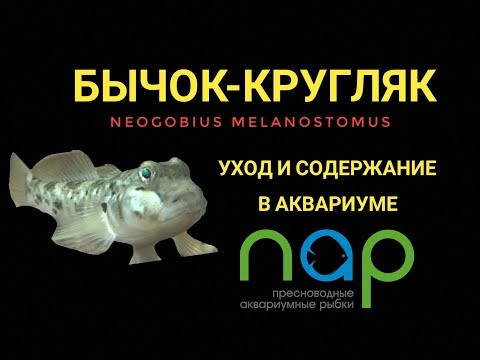Видео: Бычок-кругляк. Уход и содержание в аквариуме.Neogobius melanostomus