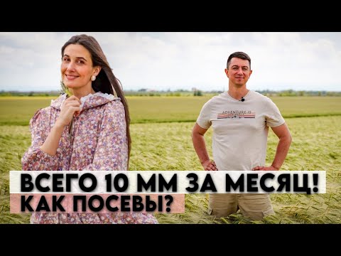 Видео: Будем убирать на две недели раньше. Озимая пшеница, зимующий горох, лён и ячмень.