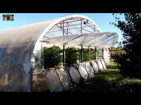 Видео: Виноград в теплице . Состояние ягоды на 30.05.2018