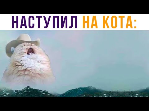 Видео: Случайно наступил на кота) Приколы | Мемозг #445
