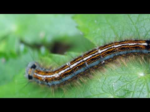 Видео: Обработка сада от вредителей. Кольчатый шелкопряд