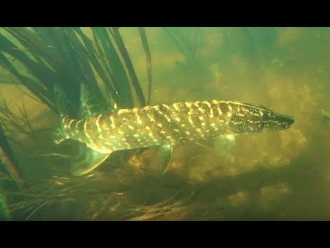 Видео: Подводная охота. ЭТА РЕКА РАЙ ДЛЯ ПОДВОДНОГО ОХОТНИКА.