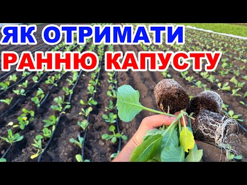 Видео: Вирощування капусти під агроволокном  !