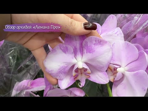 Видео: Обзор ЗАВОЗА орхидей / Лемана Про