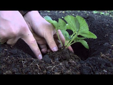 Видео: Осенняя посадка клубники в саду