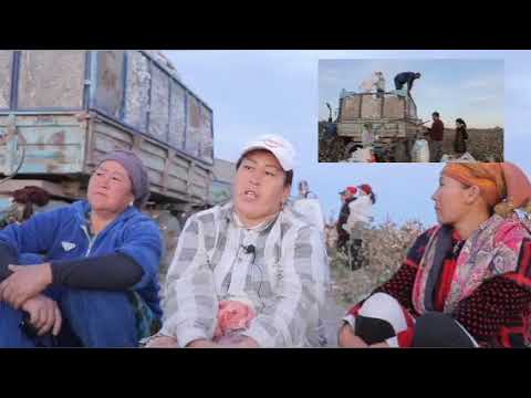Видео: #пахта_2025⚡️Пахта жыйын терим мапазы. Қараөзек АПЖ 