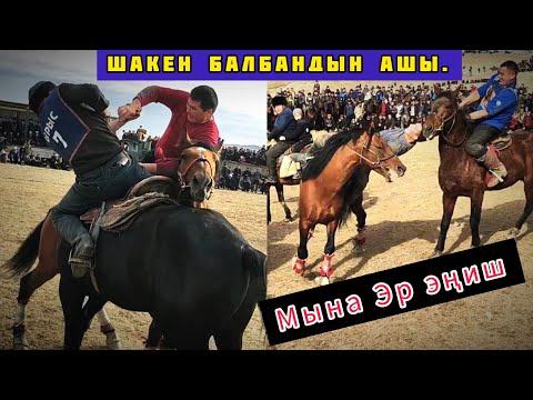 Видео: Шакен балбандын ашы. Балбан деген ушундай болот!