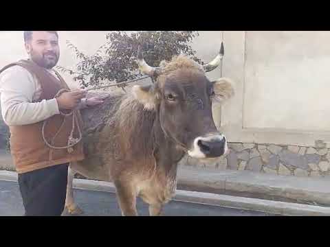 Видео: СТОП ✋️ 🛑 ГАЙРАТ ПОЛВОН САВДО ШУД
