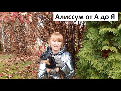 Видео: Алиссум от А до Я.