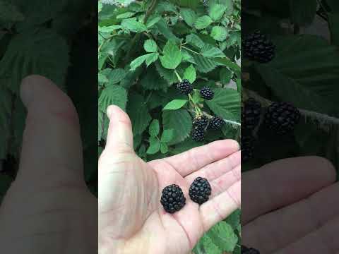 Видео: Ежевика в октябре-летний вкус в каждой ягоде! #безшипая ежевика #ягоды  #октябрь   #шортс #ежевика
