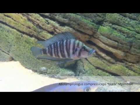 Видео: Альтолампрологусы, Altolamprologus (оз. Танганьика)