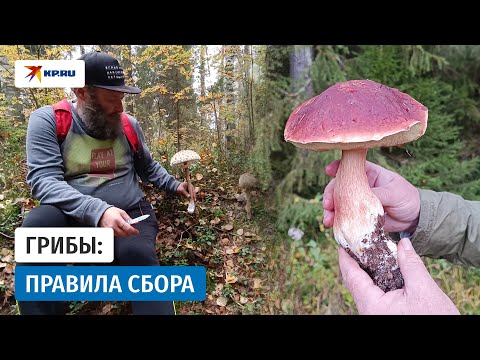 Видео: Грибы: правила сбора