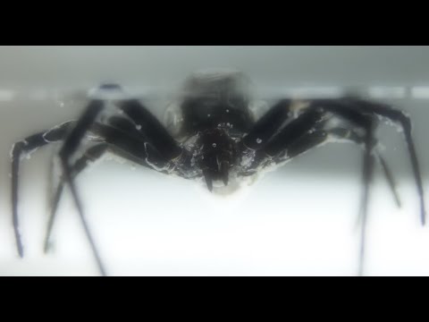 Видео: Заливка огромного паука «черная вдова» в эпоксидную смолу
