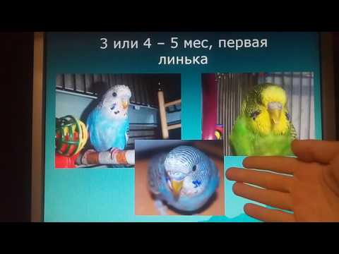 Видео: Определение возраста волнистых попугаев