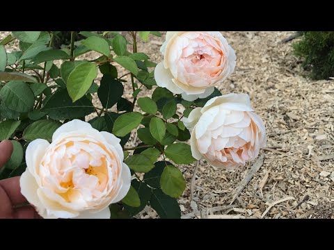 Видео: Бактериальный рак у розы ( корневой рак роз ) Что делать?