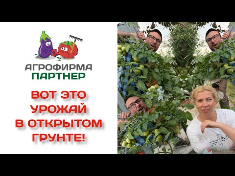 Видео: Вот это урожай в открытом грунте! Секреты полива и подкормки томатов