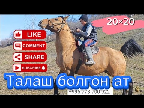 Видео: чыкты кетти сатылды