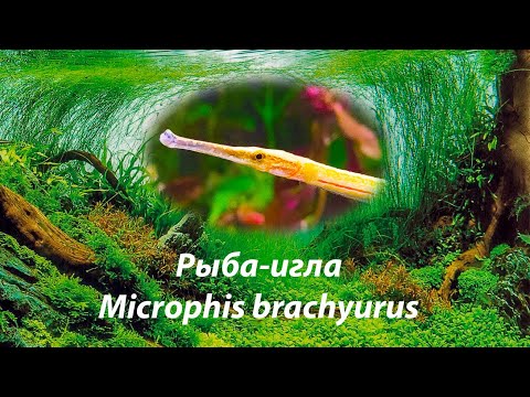 Видео: Рыба-игла | Microphis brachyurus | новинка 2022