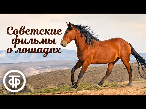 Видео: Советские фильмы о лошадях 🐎