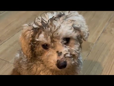 Видео: Она вышла из мусора и начала новую жизнь 🐾