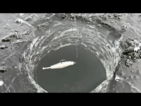 Видео: Первый лёд 2023-24! Белая пиявка ЛОВИТ ЧЁРНОЕ.. Зимняя рыбалка. Озеро. Ноябрь
