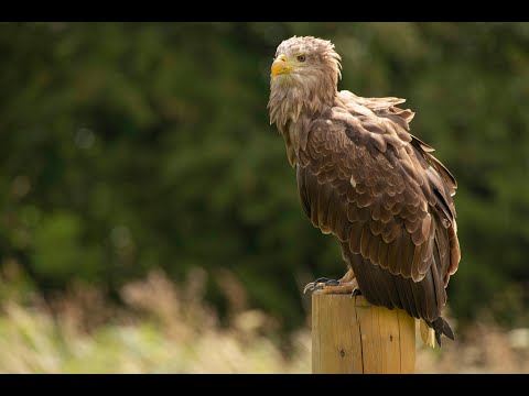 Видео: Видеоблог острова Малл