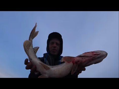 Видео: Осенняя рыбалка . Ловля Щук и окуней . Обкатал новый мотор !