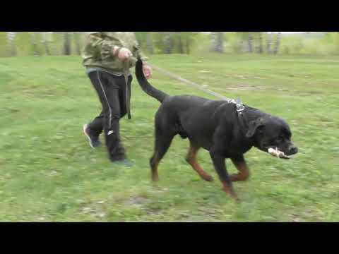 Видео: Волкодав