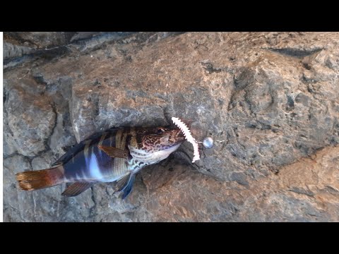 Видео: Рыбалка на черном море. Геленджик. Скорпена, Ласкирь, кукушка. rockfishing