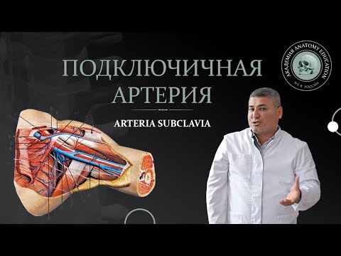 Видео: Подключичная и подмышечная артерии / ARTERIA SUBCLAVIA