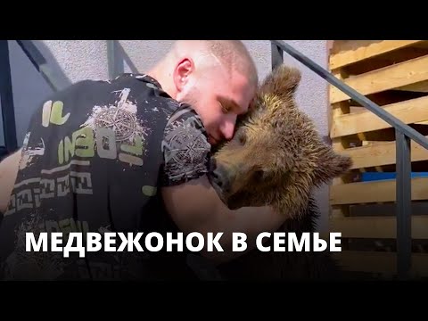 Видео: Медведица Маша живёт в саратовской семье