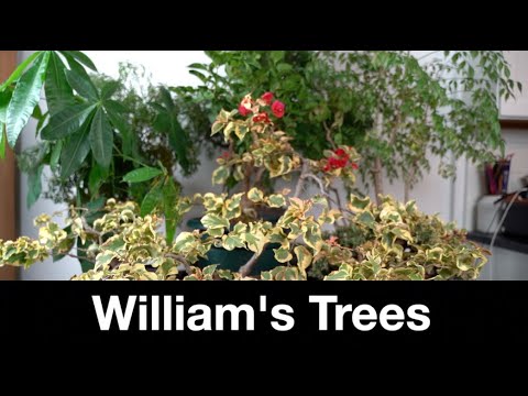 Видео: Деревья Уильяма HD 720p