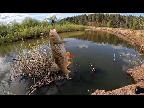 Видео: ГОЛАВЛЬ НА ТОПВОТЕРЫ!!! Вода прохладная, но уже можно пробовать. Голавль на спиннинг. МАЛАЯ РЕКА!!!