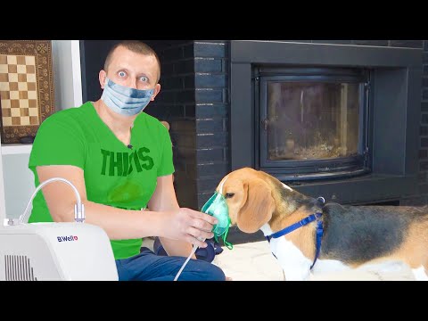 Видео: Шерлок - смешной Щенок. Bros Show Pet