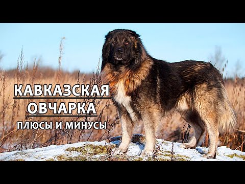 Видео: КАВКАЗСКАЯ ОВЧАРКА. Плюсы и минусы породы CAUCASIAN SHEPHERD DOG